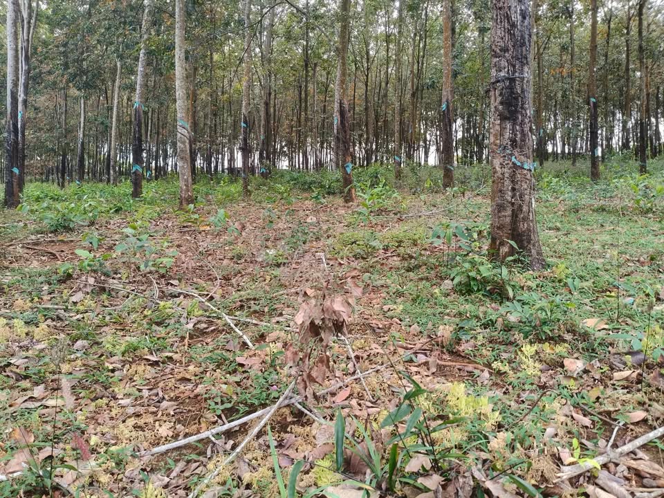 Đất Farm 2ha tại Phước Long, Bình Phước - Giá 6.1 tỷ, Phù hợp làm sân phơi!