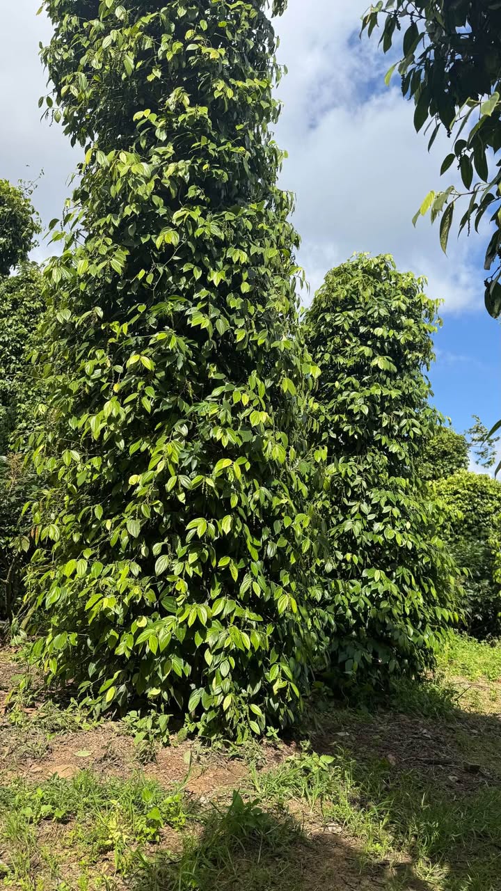 Farm 6000m² tại Ea Tih, Ea Kar - Đầy đủ nguồn thu, đầu tư sinh lời!