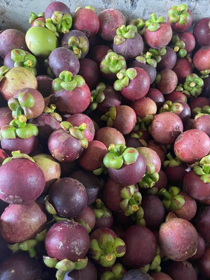 Đất nền Phường Xuân Tân, Long Khánh 552m² giá 1.75 tỷ - Cơ hội đầu tư sinh lời!