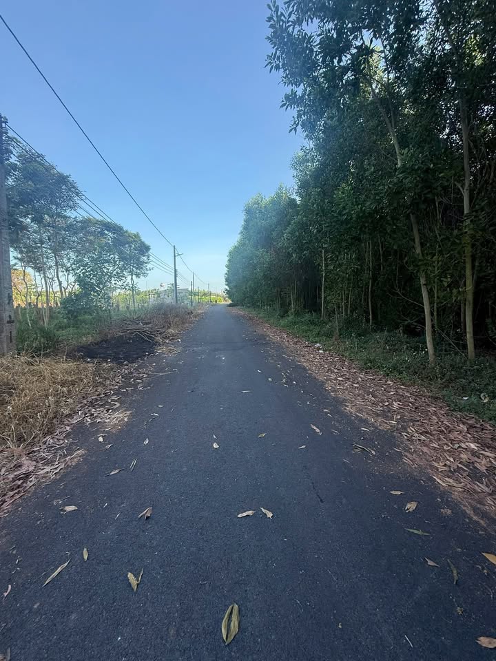 Đất nền Bông Trang, Xuyên Mộc 1100m² giá 2.6 tỷ - Cơ hội đầu tư sinh lời!