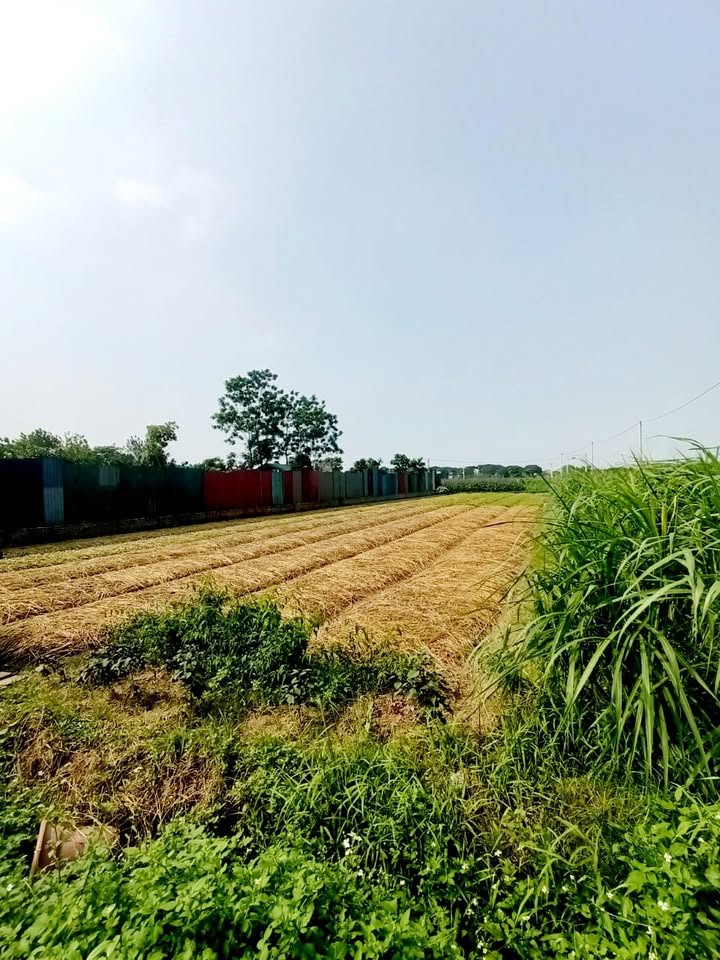 Đất ruộng Lệ Chi Gia Lâm 730m² giá 0.9 tỷ - Tiềm năng tăng giá tốt!