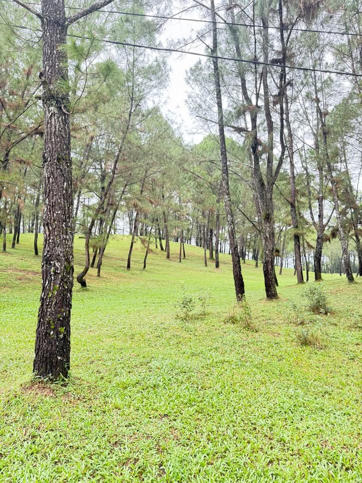 Đất mặt tiền Nguyễn Văn Huề, Đà Nẵng, 83m² giá 40 tỷ - Đầu tư sinh lời ngay!