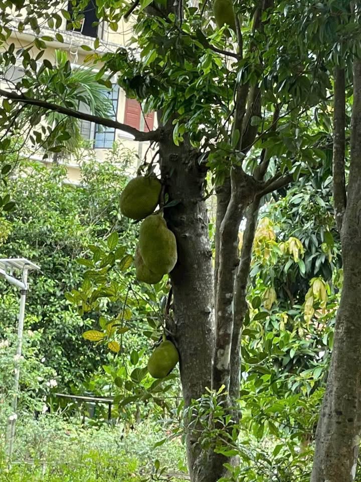 Bán lô đất vườn Thủy Biều 1000m² - Không gian xanh lý tưởng cho gia đình!