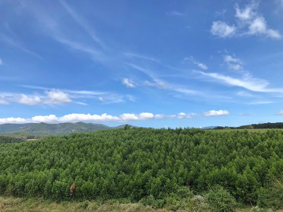 Lô đất Farm 25000m² tại Thôn Nhơn Tân, Gia Lai giá 2 tỷ - Cơ hội đầu tư tuyệt vời!