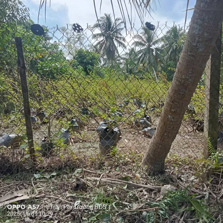 Đất nền Hưng Khánh Trung A Mỏ Cày Bắc 637m² giá 400 triệu - Cơ hội đầu tư sinh lời!