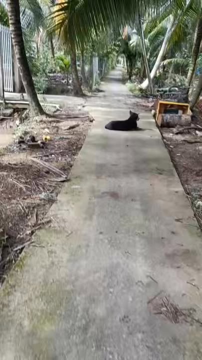 Đất nền thổ cư 2500m² xã Giao Hòa, Châu Thành - Giá chỉ 1.75 tỷ!