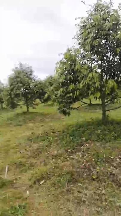 Đất Farm 1,9ha tại Ea Ô, Ea Kar chỉ 4 tỷ - Sầu riêng trái ngọt, giá thương lượng!