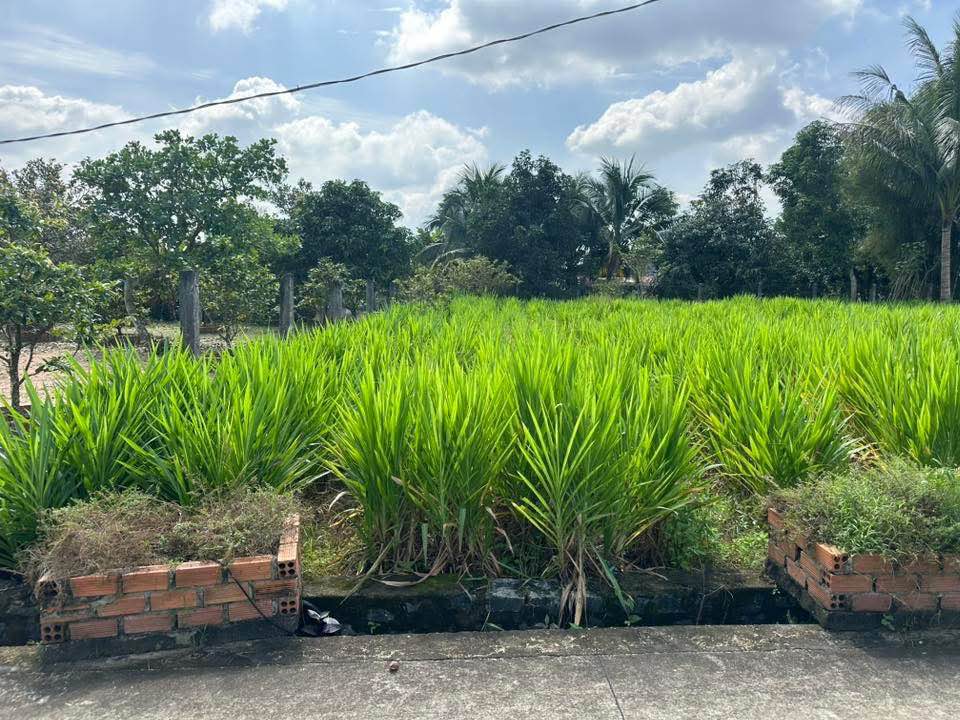 Đất nền thổ cư Xã Phú Hoà, Định Quán 168m² giá 490 triệu - Sổ hồng chính chủ!