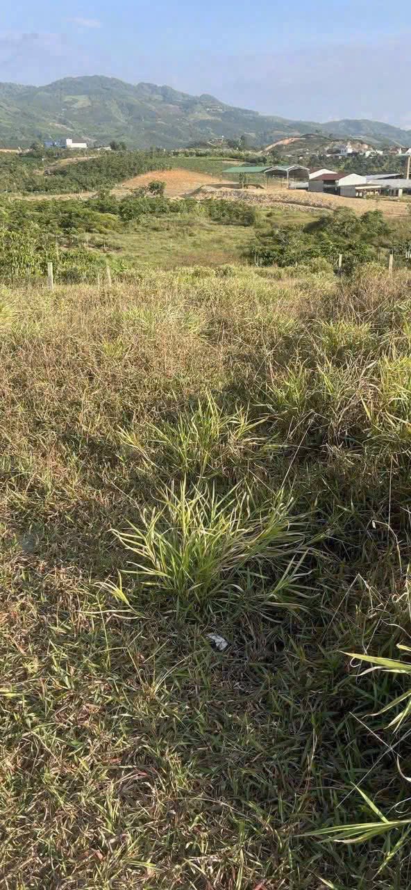 Đất mặt tiền xã Đại Lào 1800m² giá 1.75 tỷ - Sổ đỏ chính chủ, cơ hội đầu tư tốt!