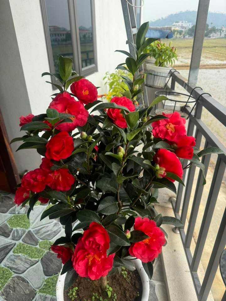 Đất nền Quốc Tuấn, An Lão 118m² giá chỉ 1 tỷ - Đầu tư sinh lời ngay!