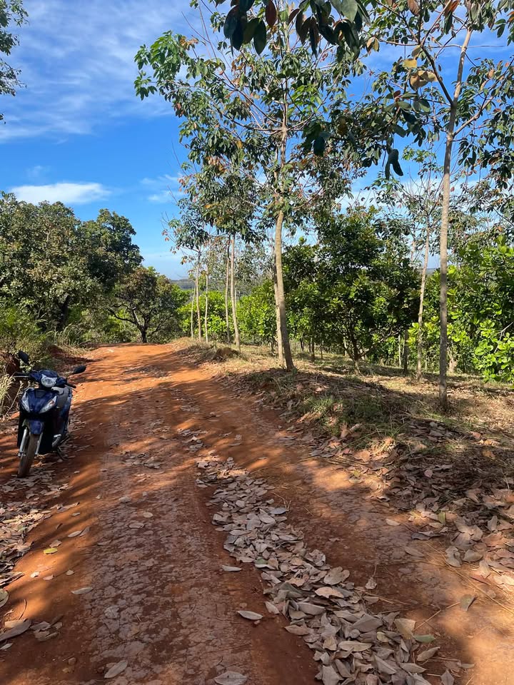 Farm 70.000m² tại Phú Nghĩa, Bù Gia Mập - Giá chỉ 7 tỷ, đầu tư sinh lời ngay!