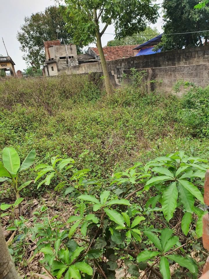 Đất nền Vĩnh Quang 1, Đông Triều 133m² giá 1 tỷ - Sổ đỏ chính chủ, ô tô vào tận nơi!