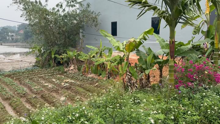 Đất nền An Thọ, Xuân Huy, Lâm Thao 100m² giá 900 triệu - Cơ hội đầu tư tuyệt vời!