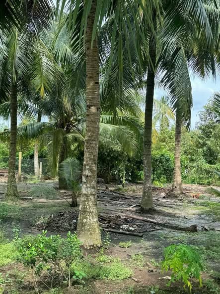 Đất nền Phường Nhị Quý 480m² giá 780 triệu - Đầu tư sinh lời ngay!