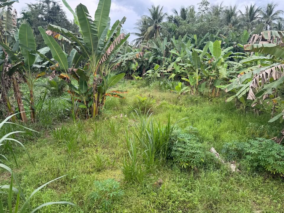 Bán đất 3 mặt tiền đường đan tại Bình Phú, Vĩnh Long 1.155m² - Cơ hội đầu tư vàng!