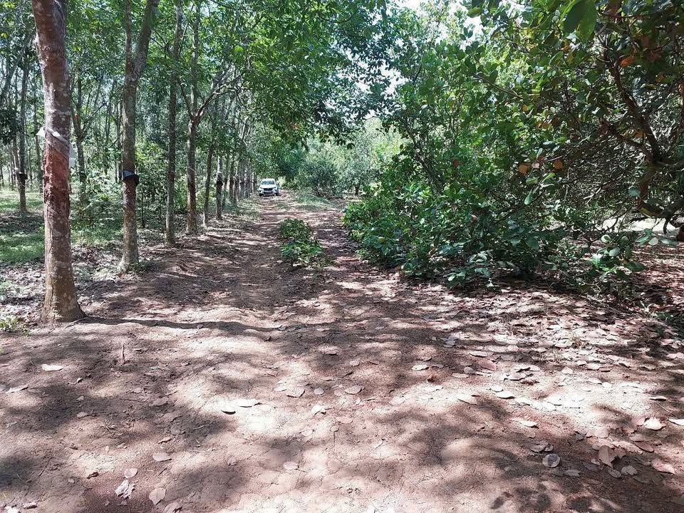 Đất nền 1 mẫu 3 xã Hòa Hưng, Xuyên Mộc 928.8 triệu - Đường ô tô đến nơi!