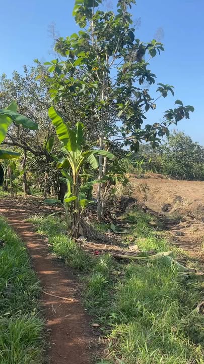 Đất nền 20.000m² tại Ấp 5 Gia Canh - Định Quán - Giá chỉ 3.5 tỷ!