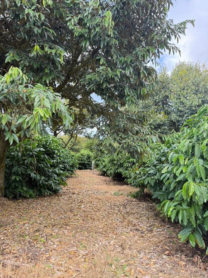 Đất Farm 6.300m² tại Hoài Đức giá 4.3 tỷ - Sổ đỏ chính chủ, đầu tư lý tưởng!