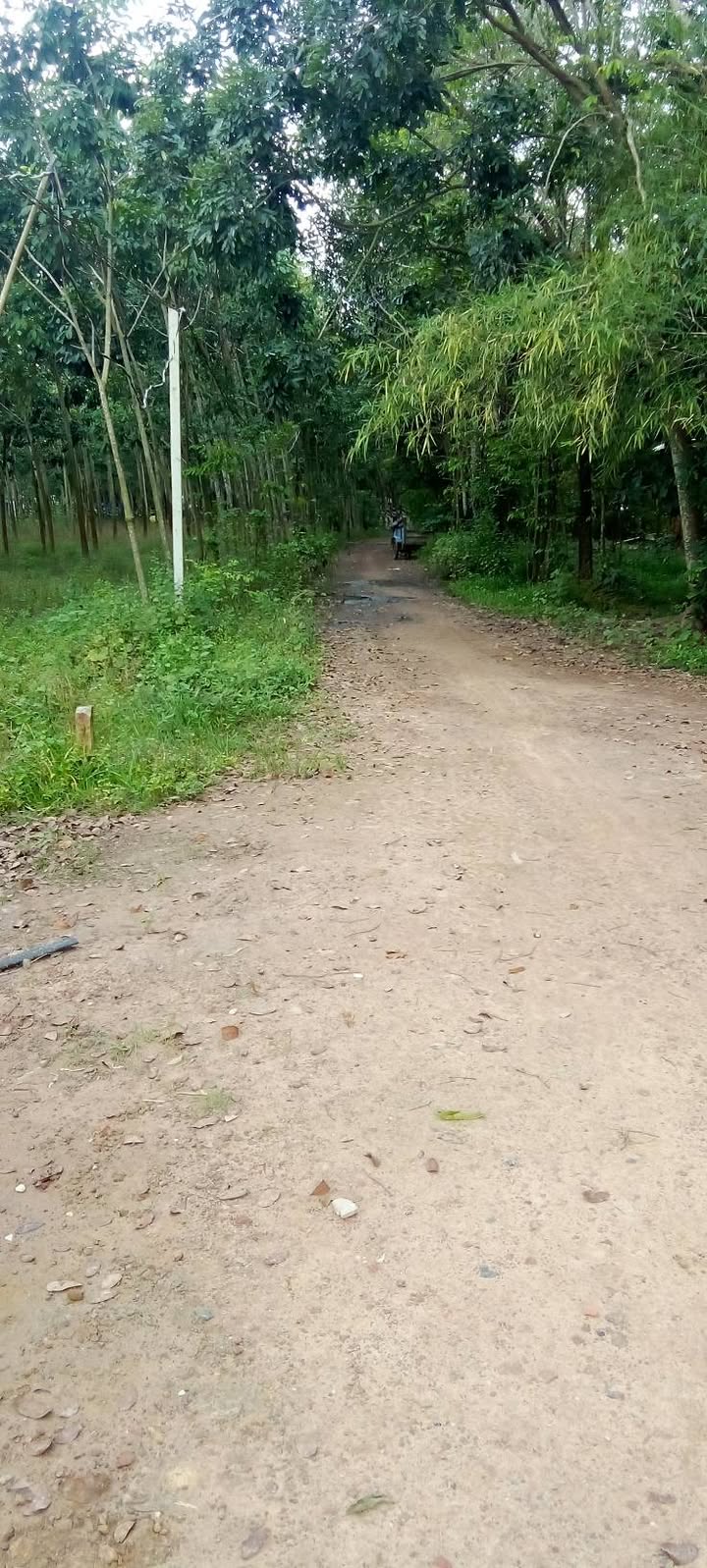 Đất nền Thạnh Bình, Tân Biên, Tây Ninh 250m² giá 250 triệu - Cơ hội đầu tư tuyệt vời!