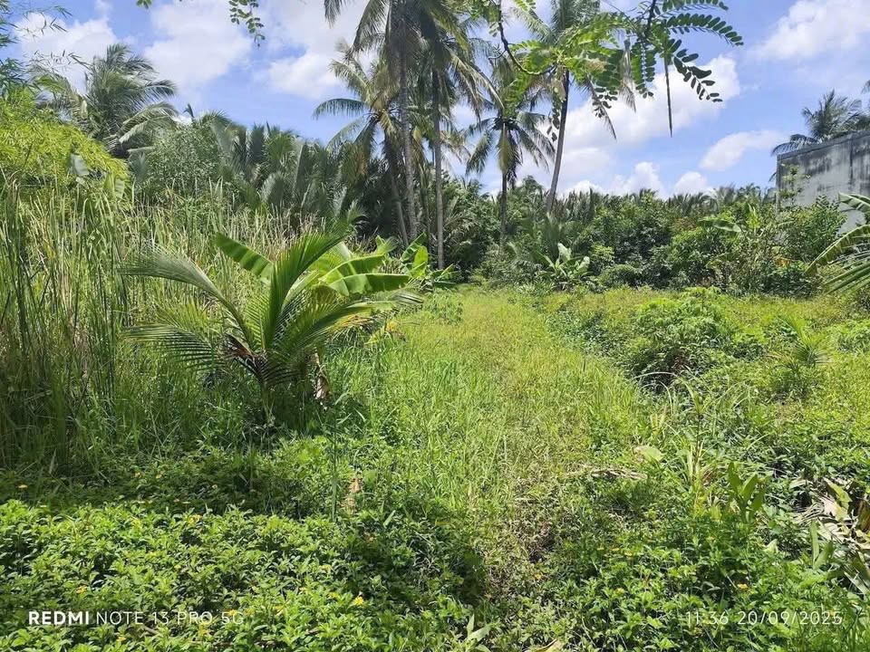 Đất nền Tân Thành Bình Mỏ Cày Bắc 1669m² giá 1.1 tỷ - Đầu tư sinh lời hấp dẫn!