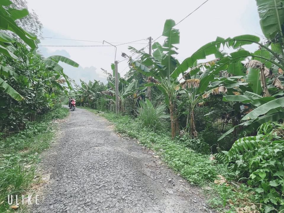 Đất vườn mít 3565m² tại Phường Tân Hạnh, Vĩnh Long - Giá chỉ 7,843 tỷ, sổ đỏ chính chủ!