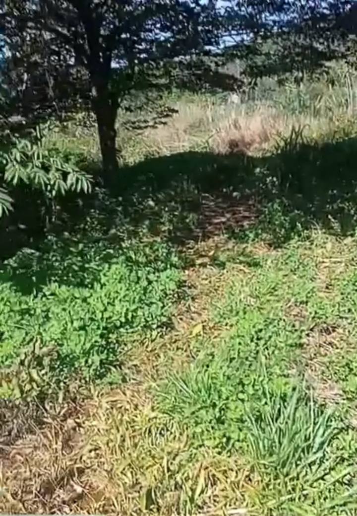 Cho thuê đất Farm 7 ha Lộc Tân, Bảo Lâm - Phù hợp cho đầu tư lâu dài