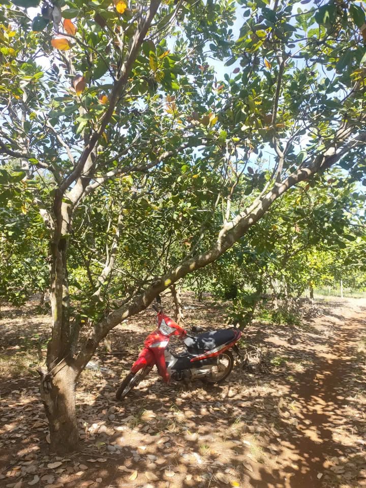 Đất nền Long Bình Phú Riềng 44.000m² giá chỉ 3.5 tỷ - Cơ hội không thể bỏ lỡ!