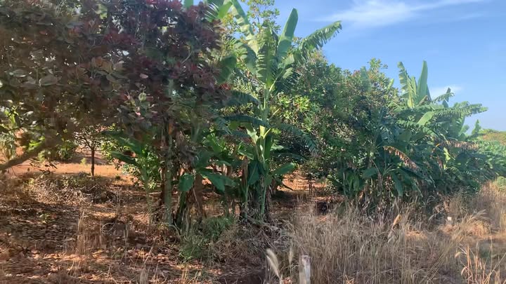 Đất nông nghiệp 1,7ha tại Tân Hưng, Đồng Phú - Giá chỉ 6 tỷ, thương lượng ngay!