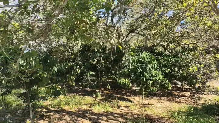 Đất thổ cư 10.000m² tại thôn 5 Đức Liễu, Bù Đăng - Giá chỉ 1.4 tỷ!