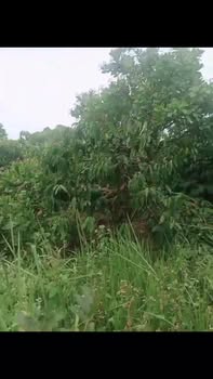 Đất nền 3,1 sào tại Quảng Tân, Tuy Đức - Giá chỉ 950 triệu!