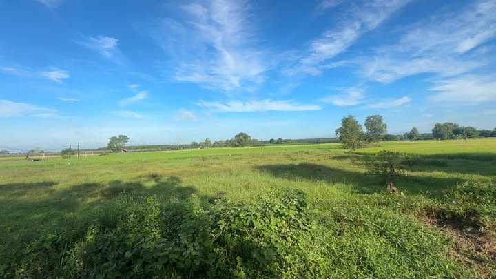 Đất thổ cư Long Cường, Bến Cầu, Tây Ninh 160m² giá 285 triệu - Mặt tiền đường nhựa, cơ hội đầu tư hấp dẫn!