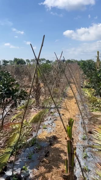 Đất nền 6 sào Ea Nuôl, Đắk Lắk - Giá chỉ 1.02 tỷ - Đầu tư sinh lời ngay!