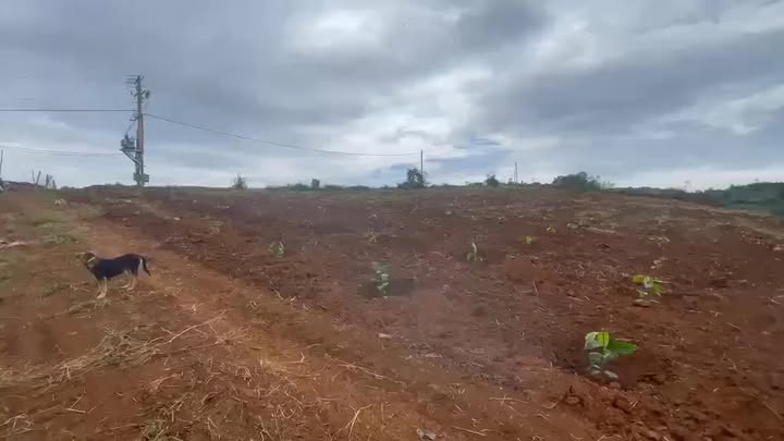 Đất nền Đà Loan 25,000m² giá 5.2 tỷ - Sổ đỏ chính chủ, vị trí gần chợ!