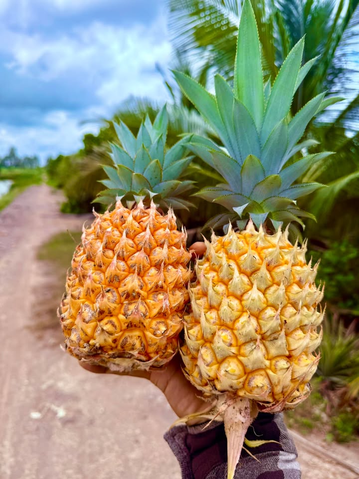 Đất ruộng 55 công tại Bình Hoà Tây, Mộc Hoá chỉ 3.3 tỷ - Cơ hội đầu tư tuyệt vời!