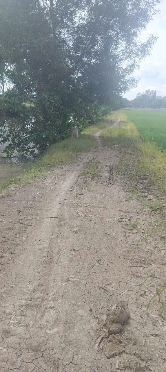 Đất nền Vĩnh Hanh Châu Thành 1000m² giá 240 triệu - Cơ hội đầu tư tuyệt vời!