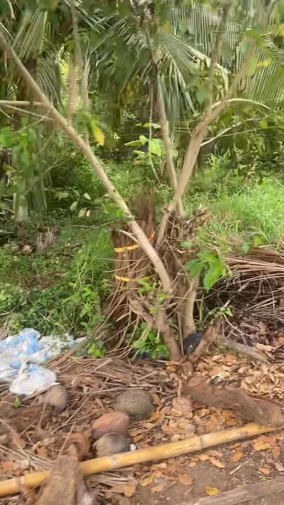 Đất nền Giồng Trôm 2000m² giá 5 tỷ - Cơ hội đầu tư kinh doanh hấp dẫn!