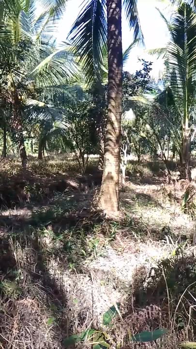 Farm ấp Cầu Hanh, xã Trà Cú 50000m² giá 1.15 tỷ - Đất vườn dừa sai trái bên sông Trà Cú!