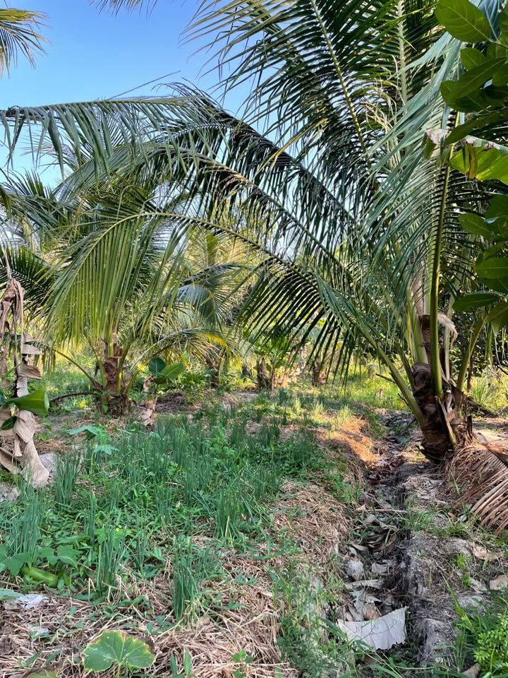 Đất vườn dừa 5000m² tại ấp Tất Vinh, Trà Vinh - Giá chỉ 300 triệu