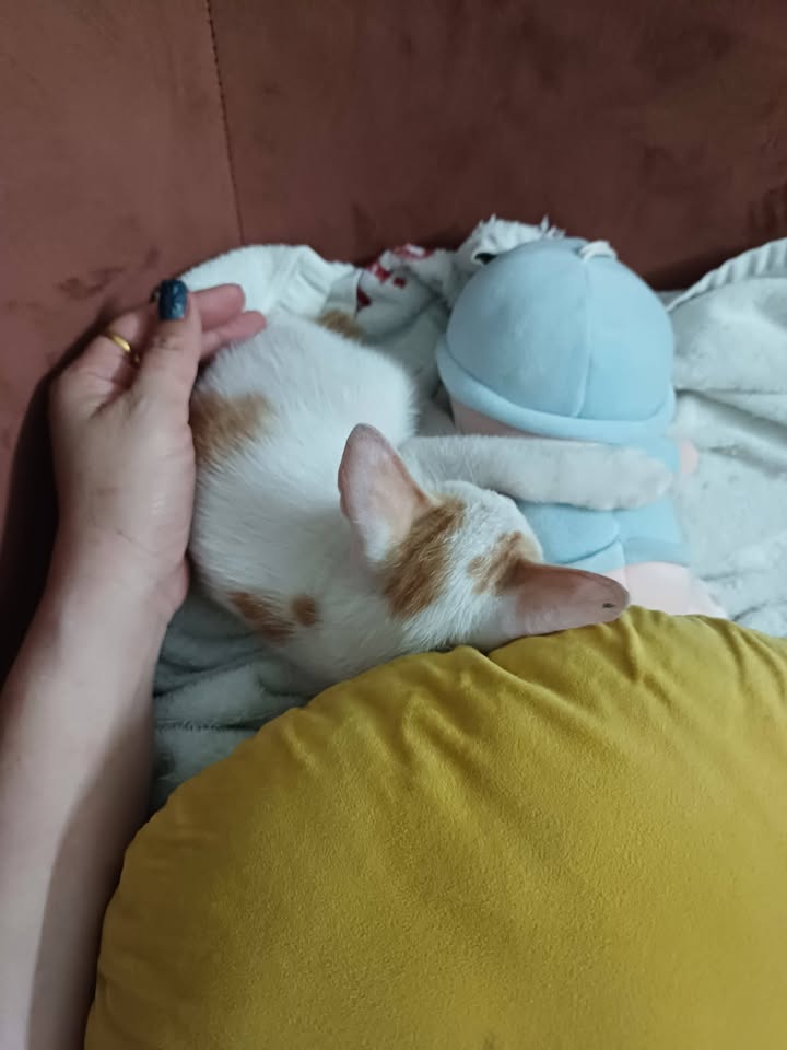 Đất lúa 3863m² Khánh Hậu, Tân An - Giá chỉ 1.15 tỷ, cơ hội đầu tư tuyệt vời!