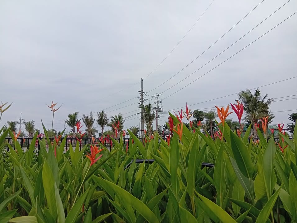 Đất thổ cư 300m² tại Việt Lập, Tân Yên - Giá thỏa thuận - Tiềm năng đầu tư lớn!