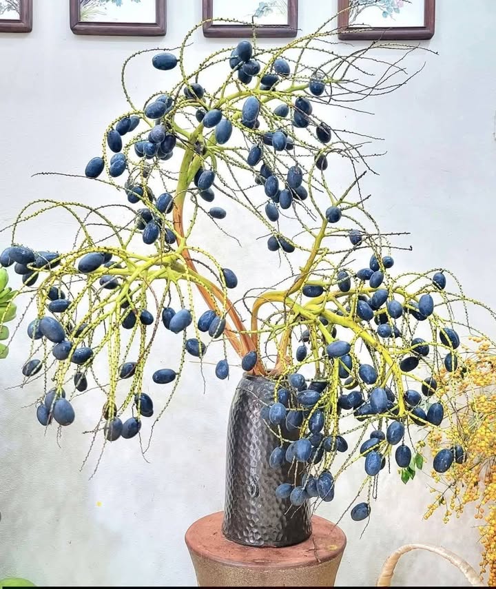 Đất nền kinh doanh tại Khu 1 Đồng Xuân, 86m² - Vị trí đẹp, cơ hội đầu tư hấp dẫn!