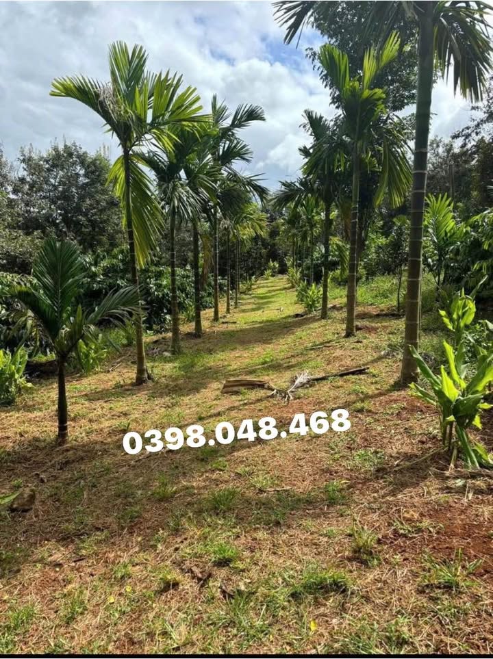 Đất Farm Ea Ning, Cư Kuin, Đắk Lắk 1,62ha giá 5 tỷ - Cơ hội đầu tư sinh lời!