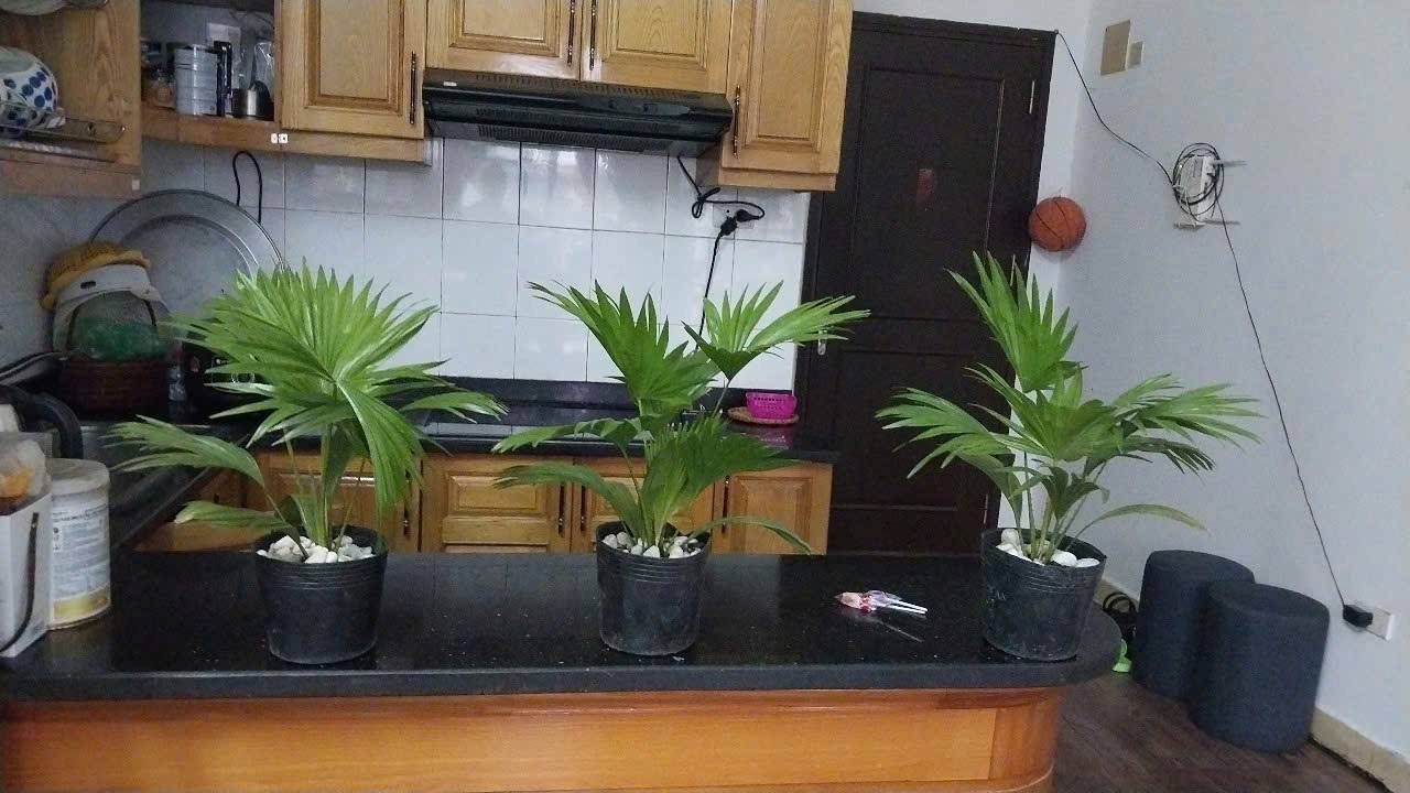 Chung cư Mễ Trì 60m² giá 9.5 triệu - Sẵn sàng vào ở ngay!