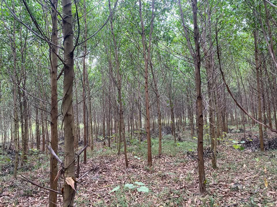 Đất nền Chân Mộng Đoan Hùng 1,2ha - Giá thỏa thuận, vị trí đắc địa!