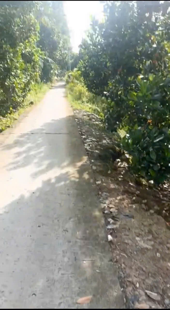 Đất vườn 5 công tại Cái Nhum, Mang Thít - Chỉ 2.25 tỷ - Đang cho trái sầu riêng!