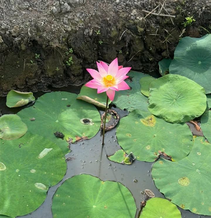 Đất nông nghiệp xã Bình Mỹ Củ Chi 64m² giá 250 triệu - Cơ hội đầu tư hấp dẫn!