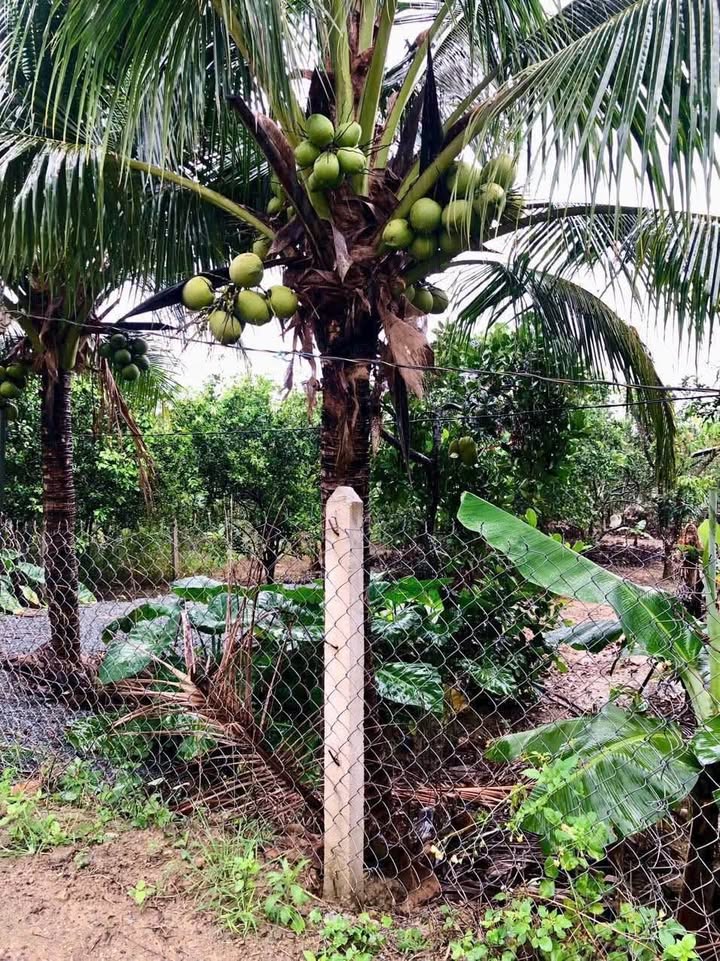 Đất vườn Diên Thọ, Diên Khánh 600m² giá 1.19 tỷ - Tiềm năng nghỉ dưỡng lý tưởng!