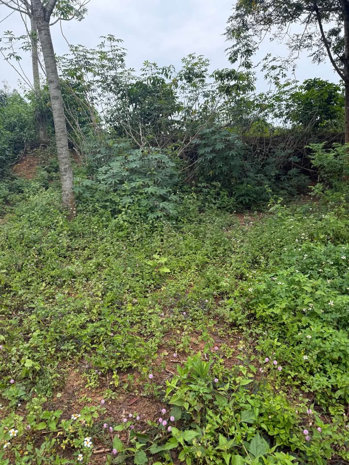 Đất thổ cư Lộc Thành Bảo Lâm 1000m² giá 3.2 tỷ - Đầu tư sinh lời lý tưởng!