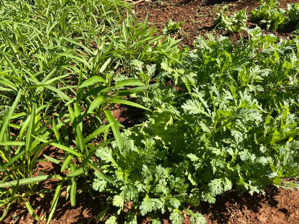 Đất thổ cư Tân Hà 350m² giá 1 tỷ - Sổ đỏ chính chủ, gần sân bóng