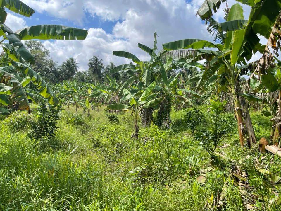 Đất vườn An Hiệp Bến Tre 53,000m² giá 2.65 tỷ - Cơ hội đầu tư tuyệt vời!